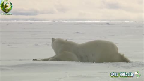 Polar Bear 02