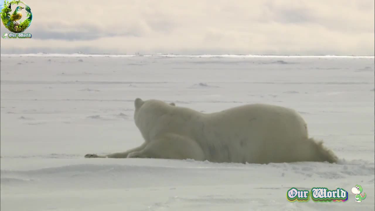 Polar Bear 02