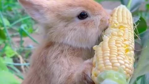 Cute bunny rabbit