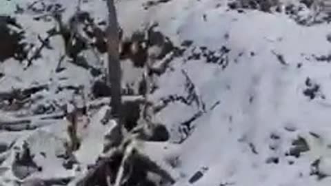 Ukrainian Troops in Kursk Region Kill Comrade by Tying Him to a Tree – Russian Source"