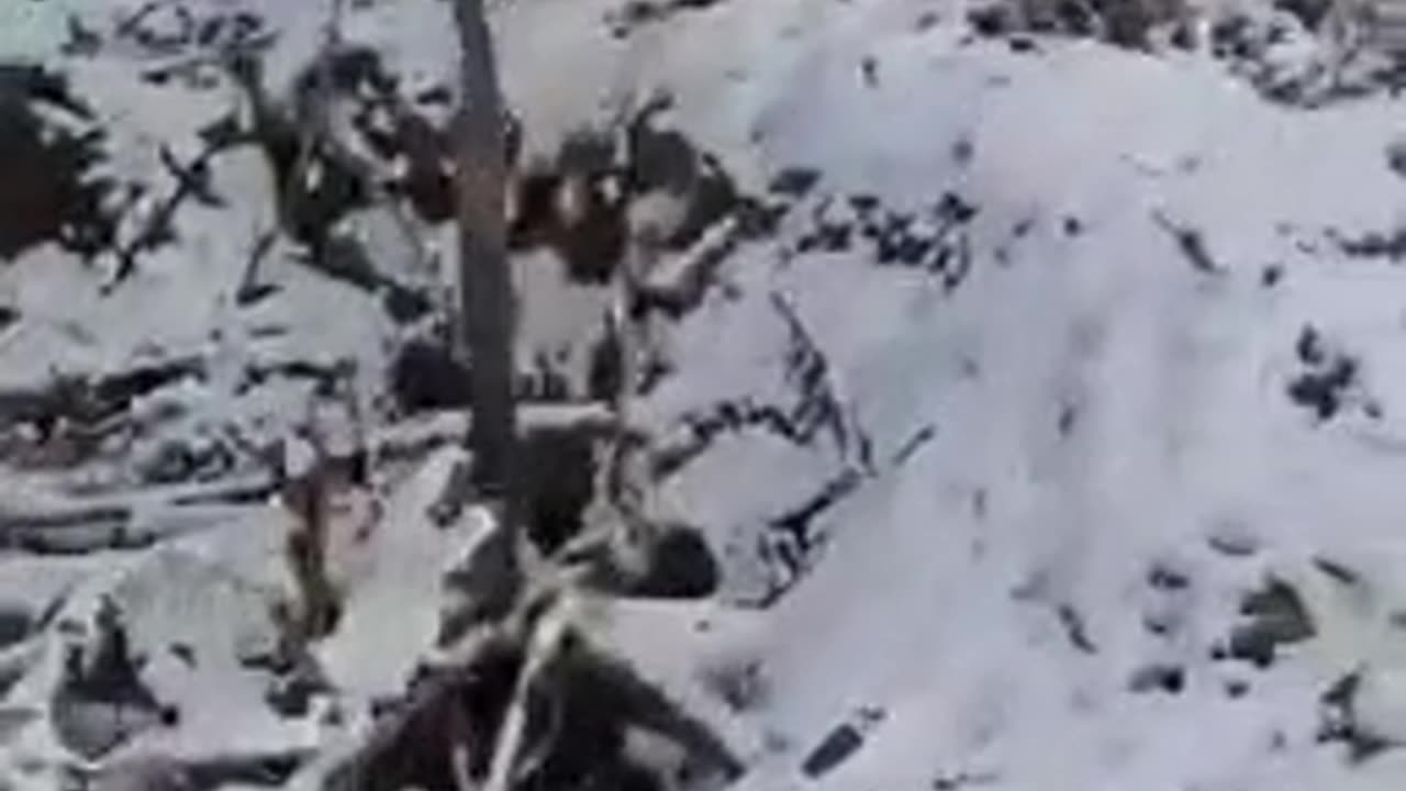 Ukrainian Troops in Kursk Region Kill Comrade by Tying Him to a Tree – Russian Source"