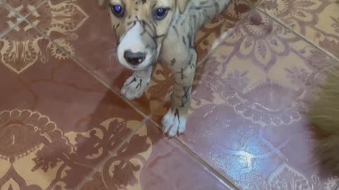 Dogs Get a Marker Makeover