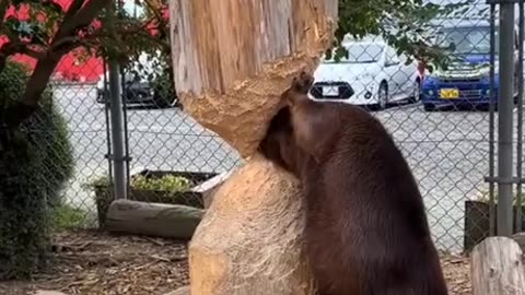 Beavers will soon come for your Jobs