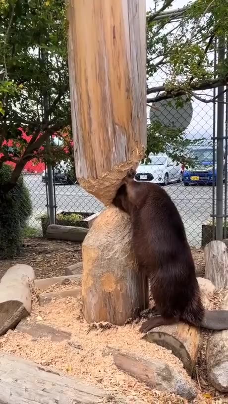 Beavers will soon come for your Jobs