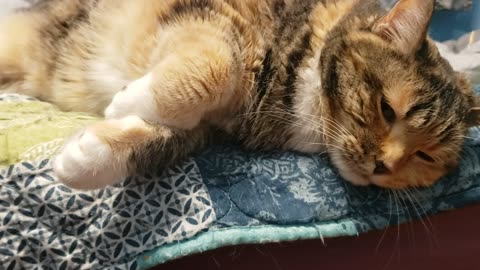This Cat’s Side-Sleep Is Pure Snuggle Goals