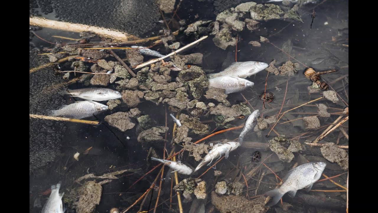 Lord Winter - Poison