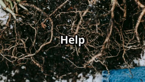 Gardeners Are Burying Glass Bottles—Here’s Why You Should Too!