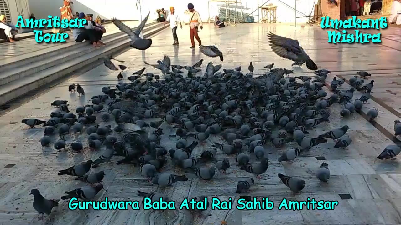 Pigeon Feeding In Gurudwar Atal Rai Sahib -Amritsar