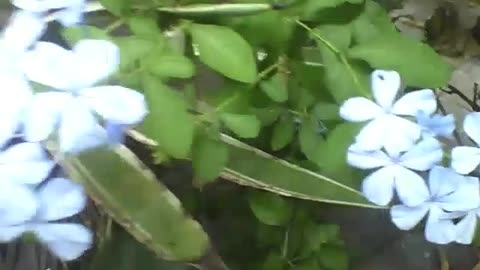Beautiful bush with blue Plumbago auriculata, such beautiful flowers! [Nature & Animals]