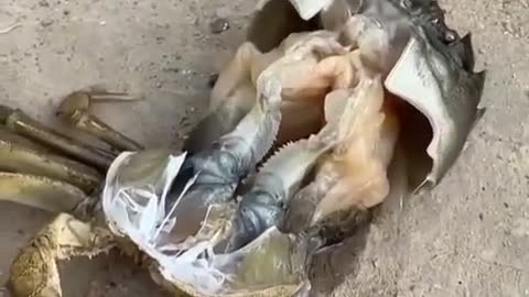 🌊🐚 Watch This Crab Go Through A Major Transformation! | FeedMyCuriosity