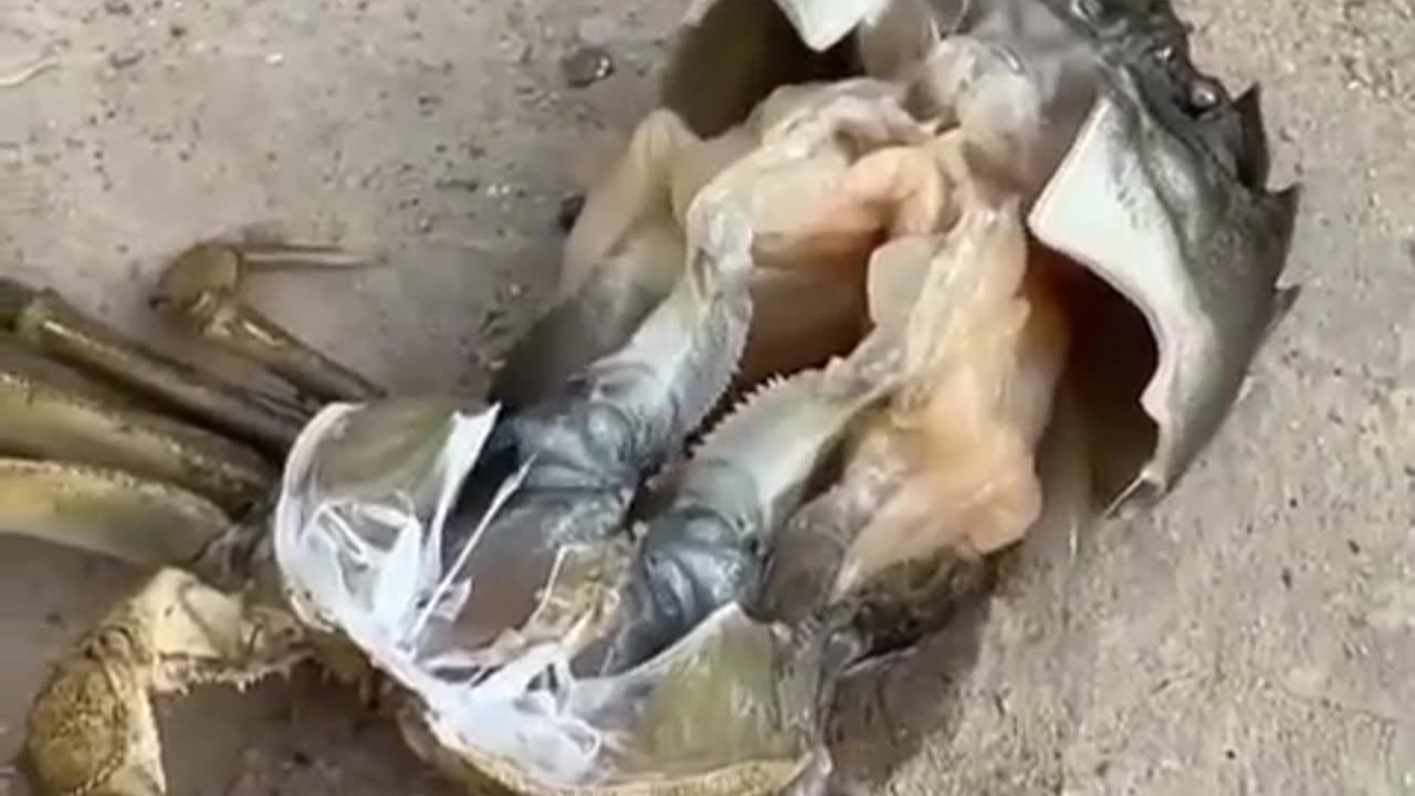 🌊🐚 Watch This Crab Go Through A Major Transformation! | FeedMyCuriosity