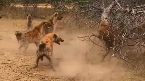 lion fights hyenas