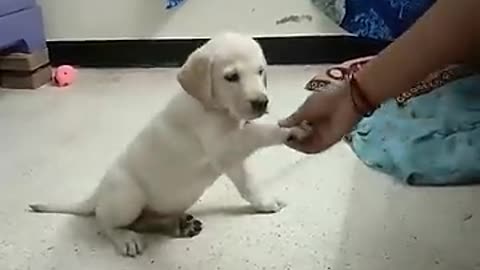 Viral: Labrador puppy training|| Hand Shaking|| Quick learing