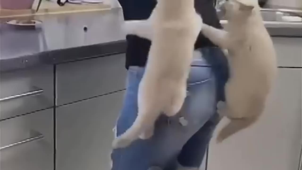 Funny animals