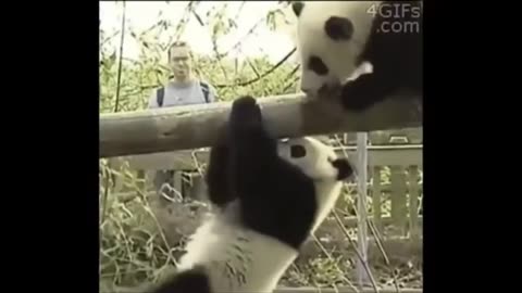 Cats Being Jerks 😂 Funny Cat Compilation 2025