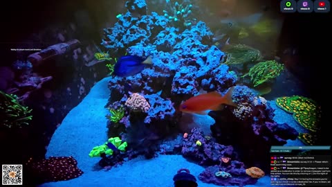 24/7 Real Live Reef Stream