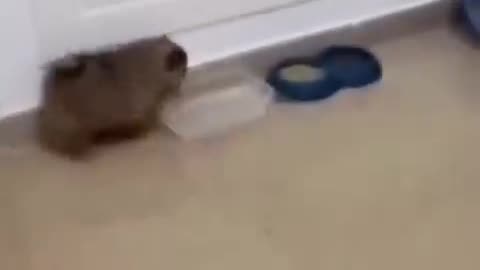 Funny Animal Video