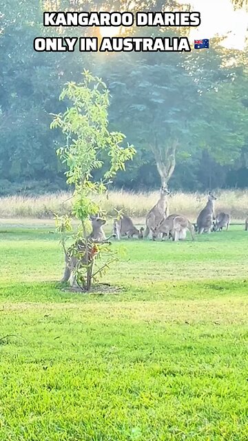 Kangaroo diaries only in Australia 🇦🇺