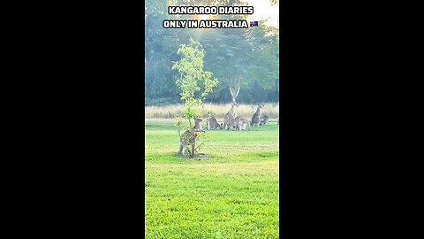 Kangaroo diaries only in Australia 🇦🇺