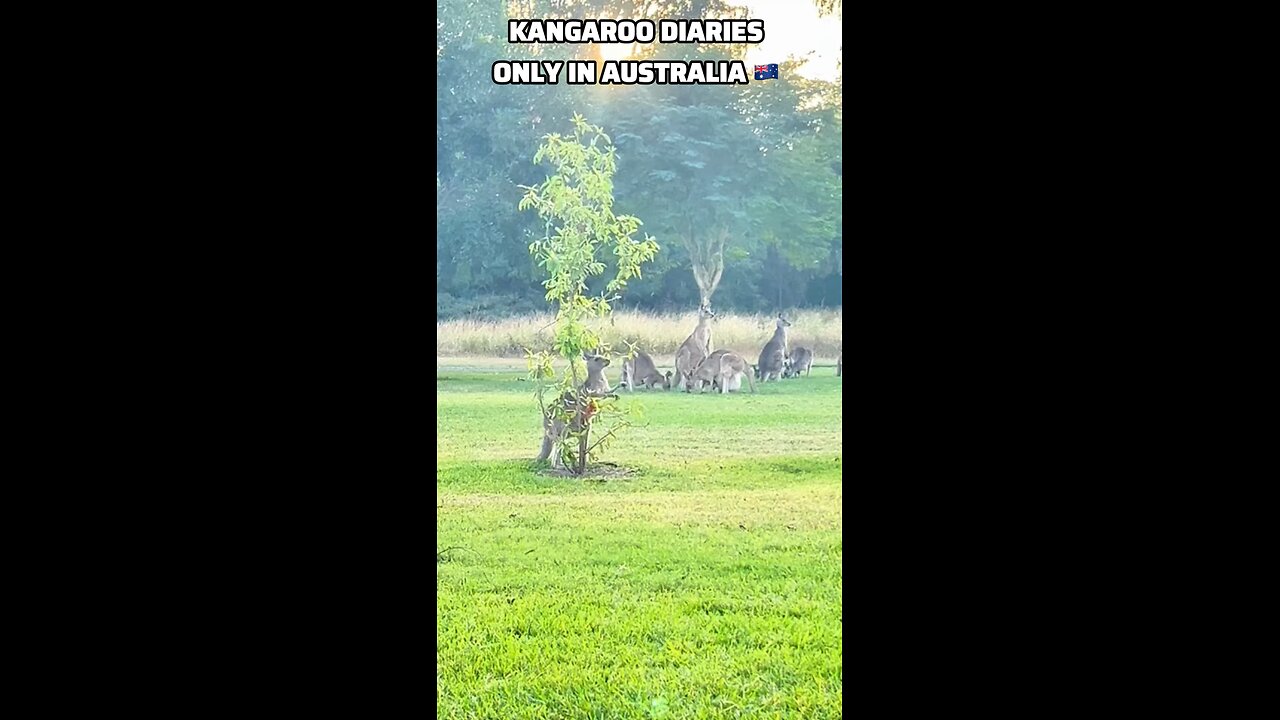 Kangaroo diaries only in Australia 🇦🇺