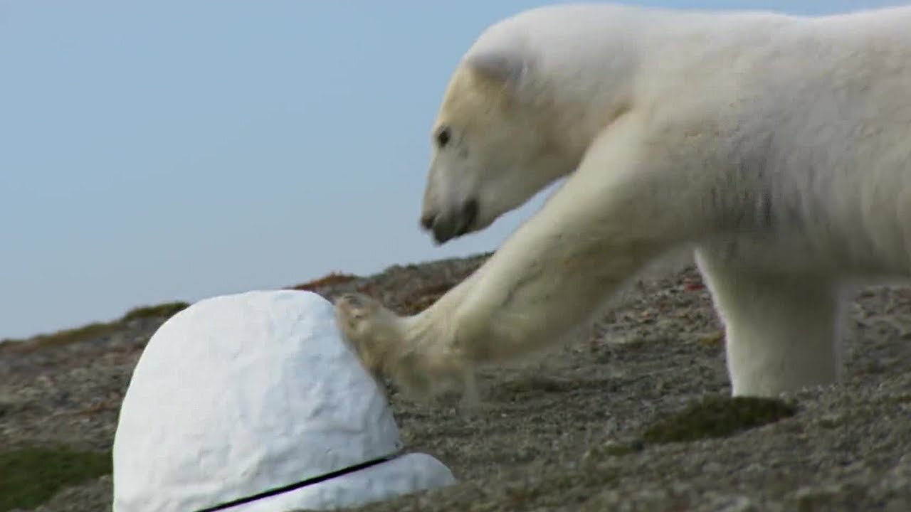 Polar Bear Destroys Spy Cam