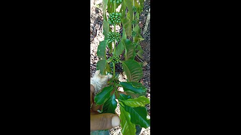Coffee Harvest 2026 is on the way! 🌱☕”
