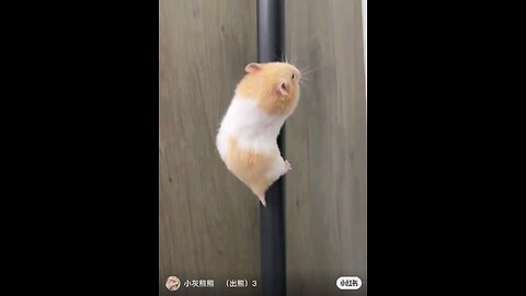 funny hamster