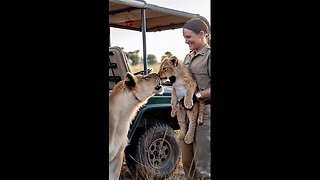 A Lion Cub in Distress is Saved by Veterinary Intervention in the Wild