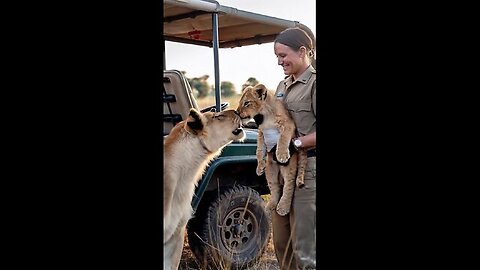 A Lion Cub in Distress is Saved by Veterinary Intervention in the Wild