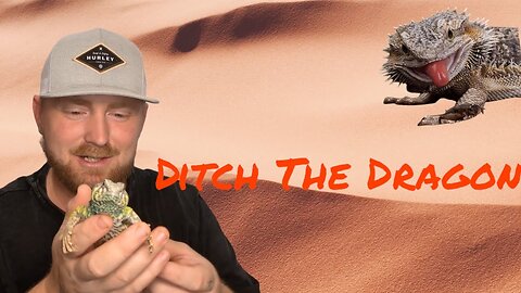 Three Reasons to get an Ornate Uromastyx