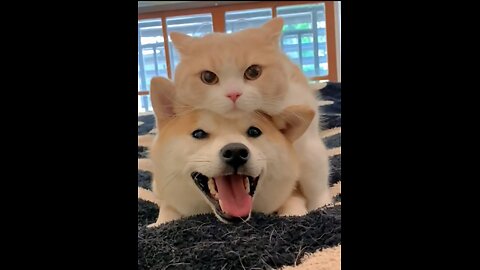 Dog: I’m Not Carrying a Cat — I’m Carrying an Ancestor! 😂🐶🐱