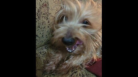 Chewy has the Zoomies! #funnydogs #yorkies #zoomies