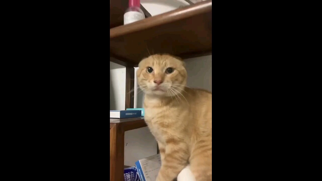Dancer Cat