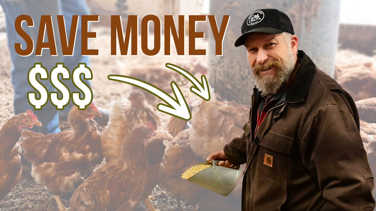 🐓 How to FERMENT Chicken Feed & Save MONEY! 💲🐓