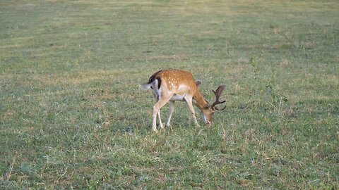 Deer in Motion: From Calm Grazing to Rapid Run 🦌🦌🤎🤎