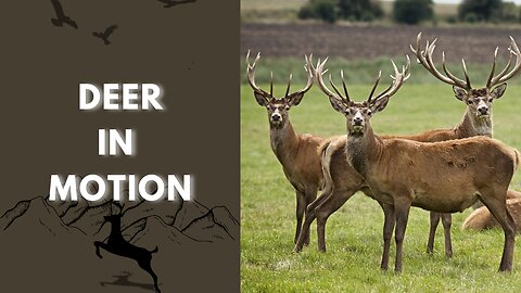 Deer in Motion: From Calm Grazing to Rapid Run 🦌🦌🤎🤎