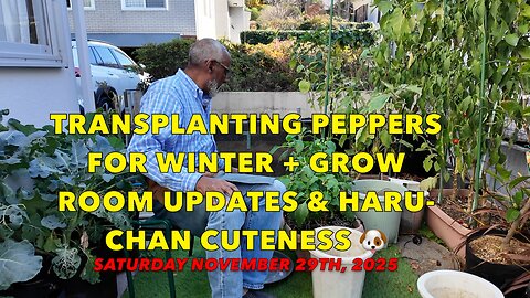 Transplanting Peppers for Winter + Grow Room Updates & Haru-chan Cuteness