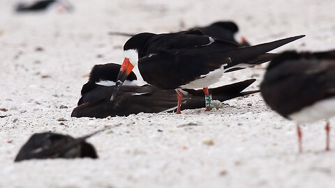 A Three Black Skimmer Nest Swaps in One Shot.