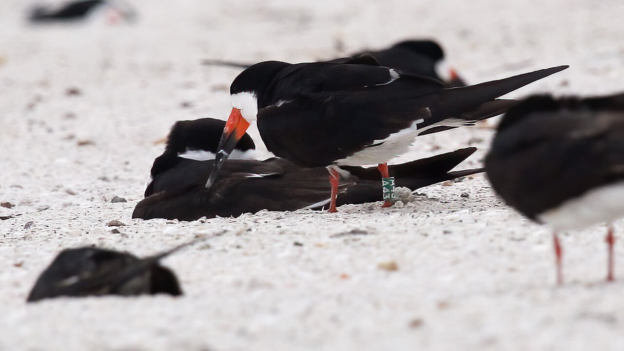 A Three Black Skimmer Nest Swaps in One Shot.