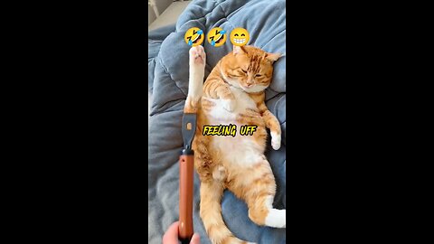 *"Lazy Cat Bliss: Watch This Adorable Kitty Enjoy a Relaxing Belly Massage!"*