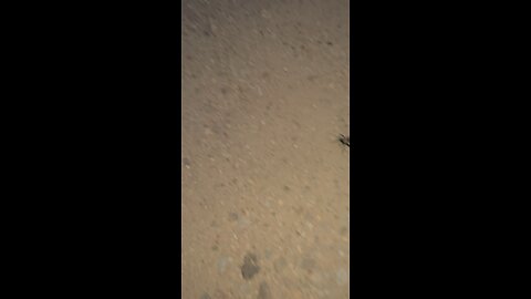 Tarantula in the New Mexico desert.