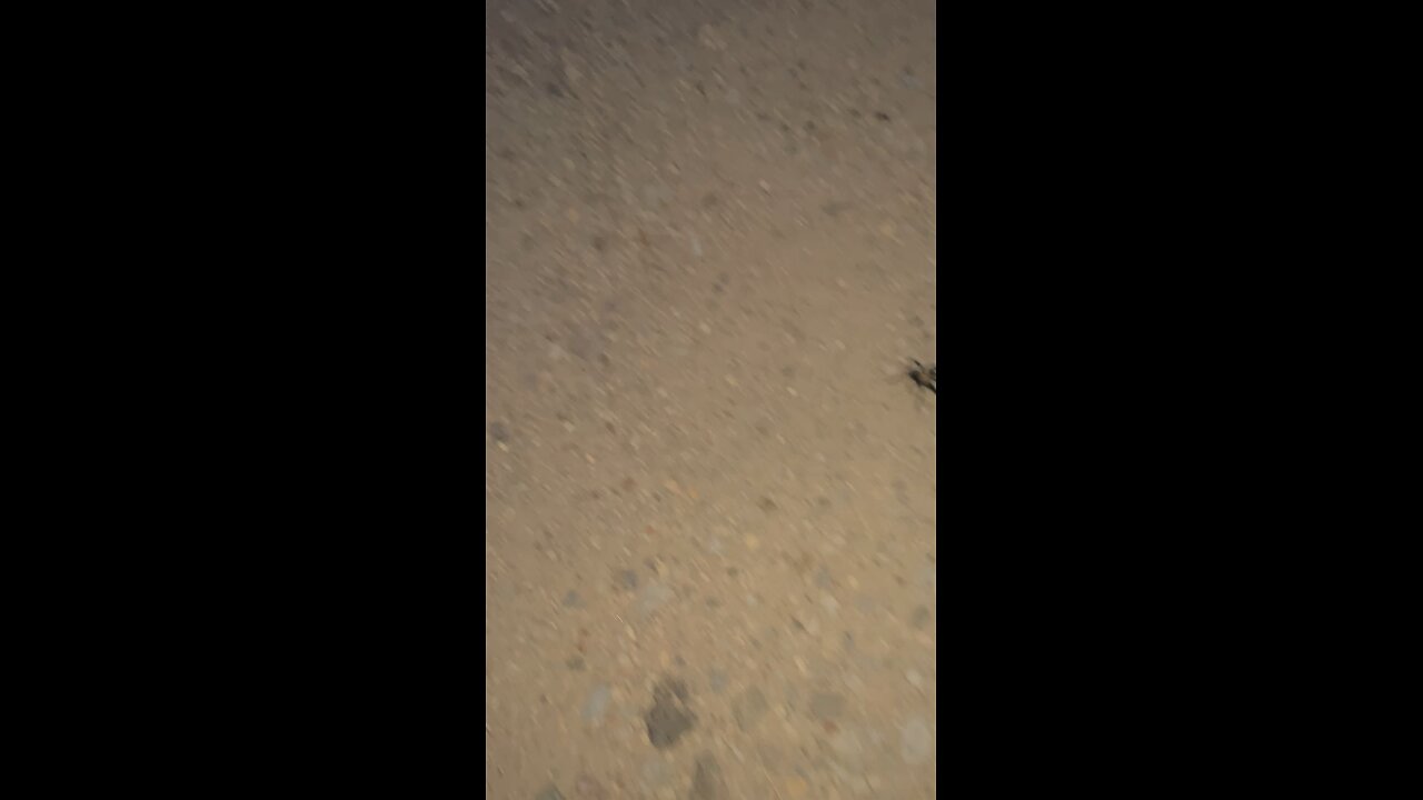 Tarantula in the New Mexico desert.