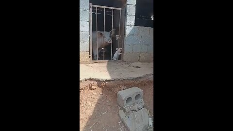 Funny animal