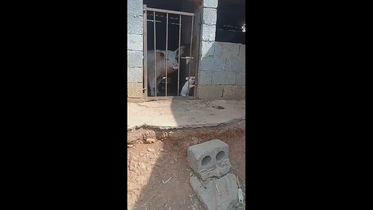 Funny animal