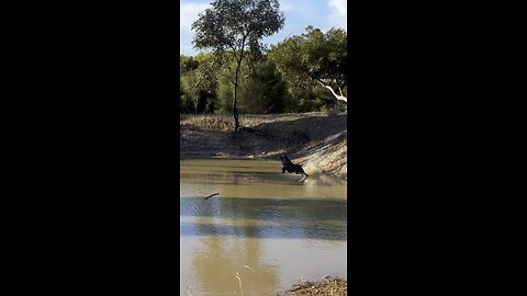 Life with an Australian Cattle Dog