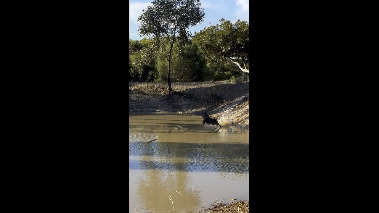 Life with an Australian Cattle Dog