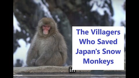 The Villagers Who Saved Japan's Snow Monkeys