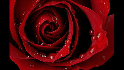 "A Red, Red Rose" by Robert Burns (Poetry @ Apoc!)