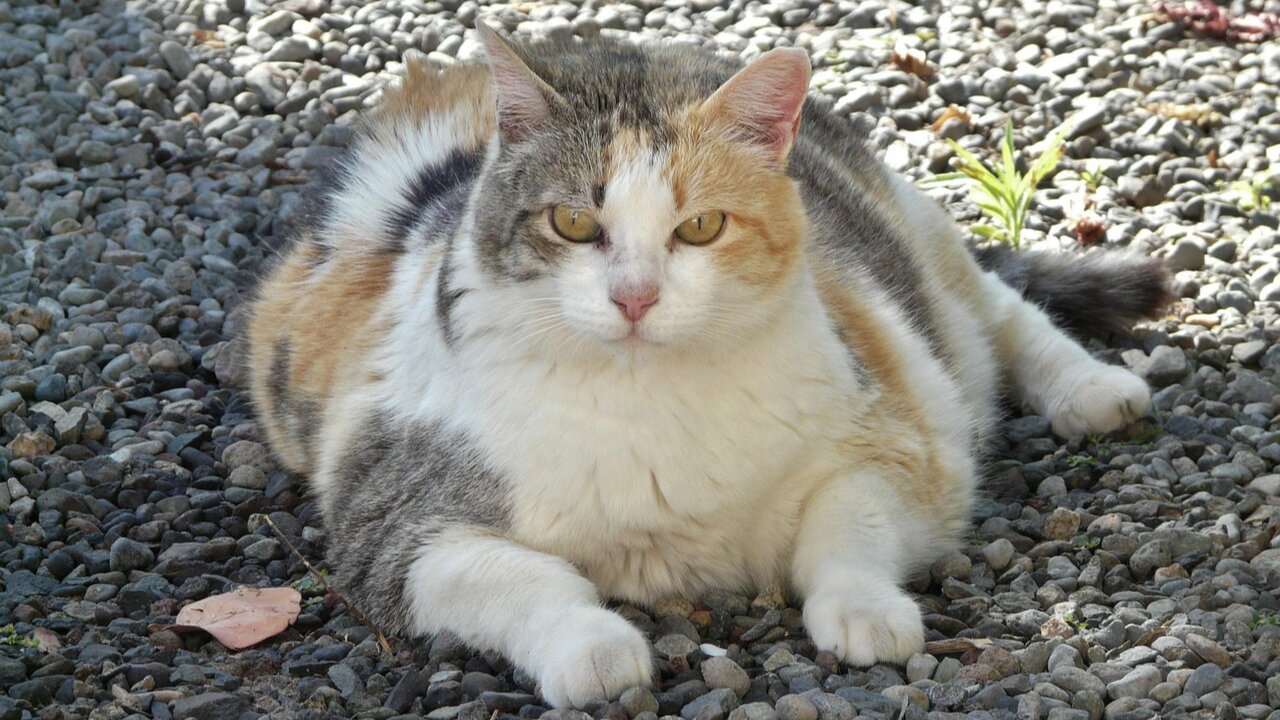 MEOW-1: Ozempic Implants for Fat Cats