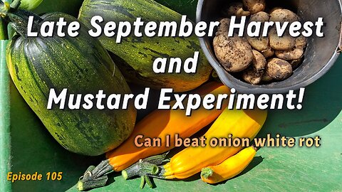 Late September Harvest & Mustard Experiment Clearing Courgette Bed for Winter Prep